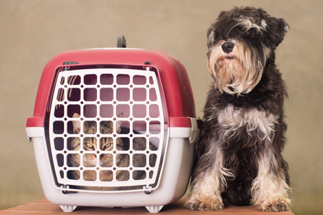 Moving of Pets